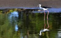 Maui Stilt�